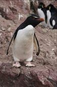 Rock Hopper Penguin: by mtmmeyer, Views[189]