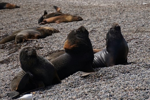 Beach of retired males