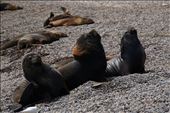 Beach of retired males: by mtmmeyer, Views[222]