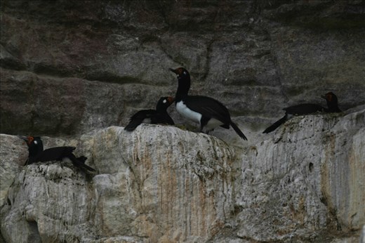 Black-necked Cormorant