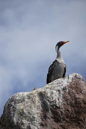 Red legged cormorant
