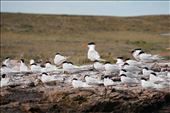 South American Tern: by mtmmeyer, Views[123]