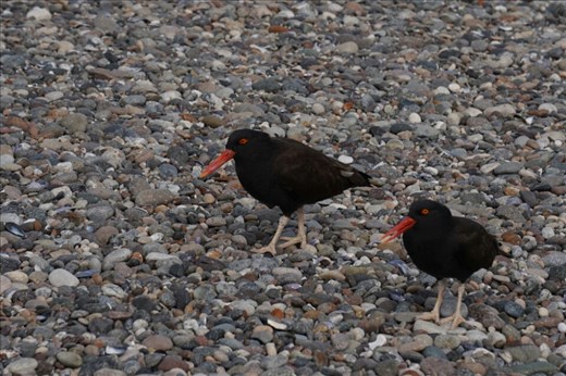 Black Oystercatcher