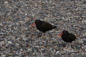 Black Oystercatcher: by mtmmeyer, Views[204]