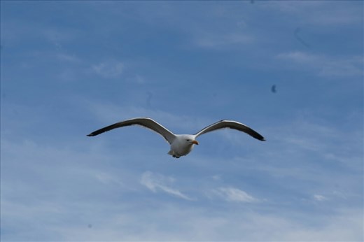 Cook Gull surfing the wind