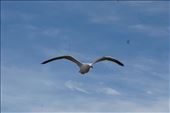 Cook Gull surfing the wind: by mtmmeyer, Views[164]