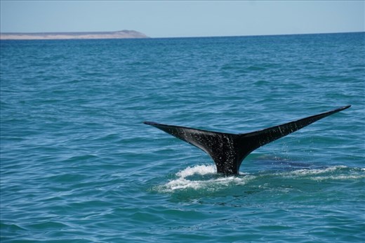 Southern Right Whales come to the bay to rear their babies.  They leave early December for colder waters.