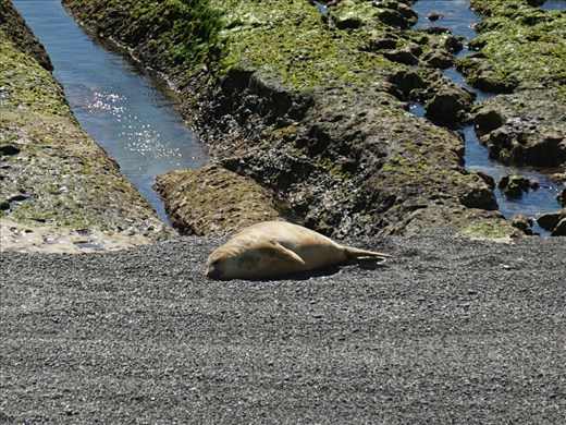 Elephant Seal