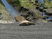 Elephant Seal: by mtmmeyer, Views[144]