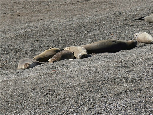 Elephant seal