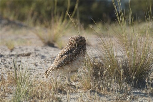 Burrowing Owl