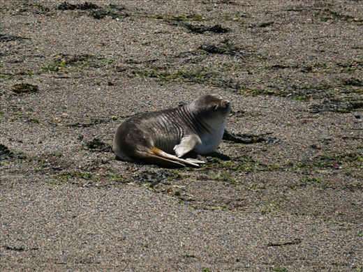 Elephant Seal