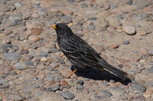 Carbonated Sierra Finch