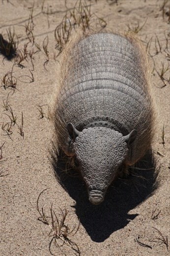 Armadillo