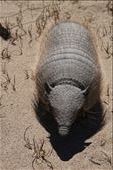 Armadillo: by mtmmeyer, Views[264]