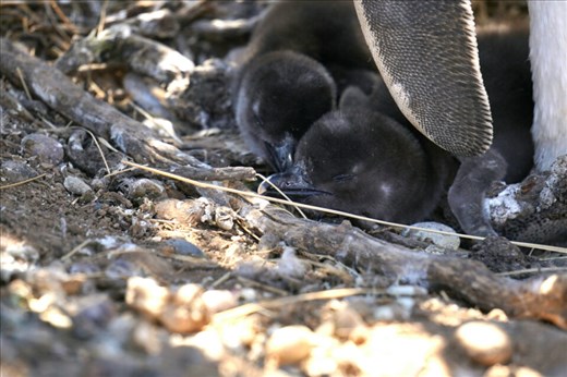 The Chicks have Arrived