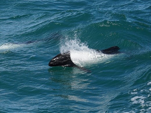 Commerson's dolphins