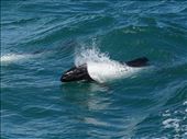 Commerson's dolphins: by mtmmeyer, Views[155]