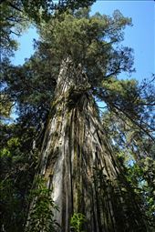 The lark is the tree that gives the park it's name: by mtmmeyer, Views[270]