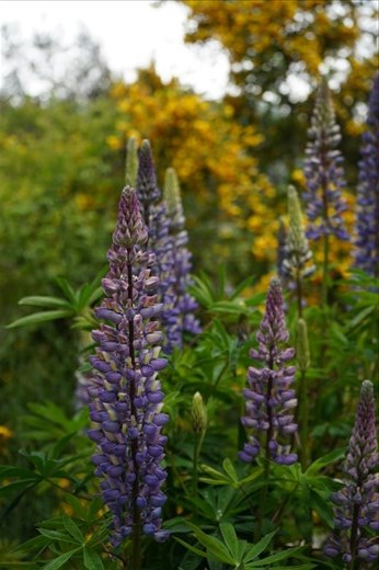 Lupines grow wild in the park but are not native