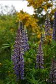 Lupines grow wild in the park but are not native: by mtmmeyer, Views[290]