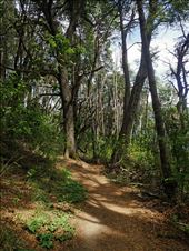 Hike to Llao Llao lookout: by mtmmeyer, Views[129]