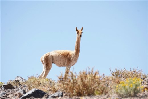Vicuna