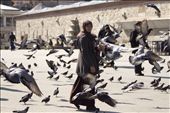 The free pigeons are contrast with the freedom and equality of women in Turkey.: by muryanikasdani, Views[375]