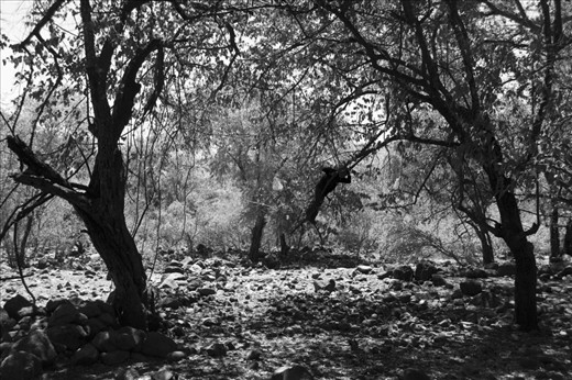 This is a kid from the town, they like to climb everything, rocks, and specially trees, he is hanging over the edge of the of the limb, alone, other kids are in other trees, but now i only can see him, this is the skilful of all