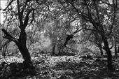 This is a kid from the town, they like to climb everything, rocks, and specially trees, he is hanging over the edge of the of the limb, alone, other kids are in other trees, but now i only can see him, this is the skilful of all: by mutuallearn, Views[189]