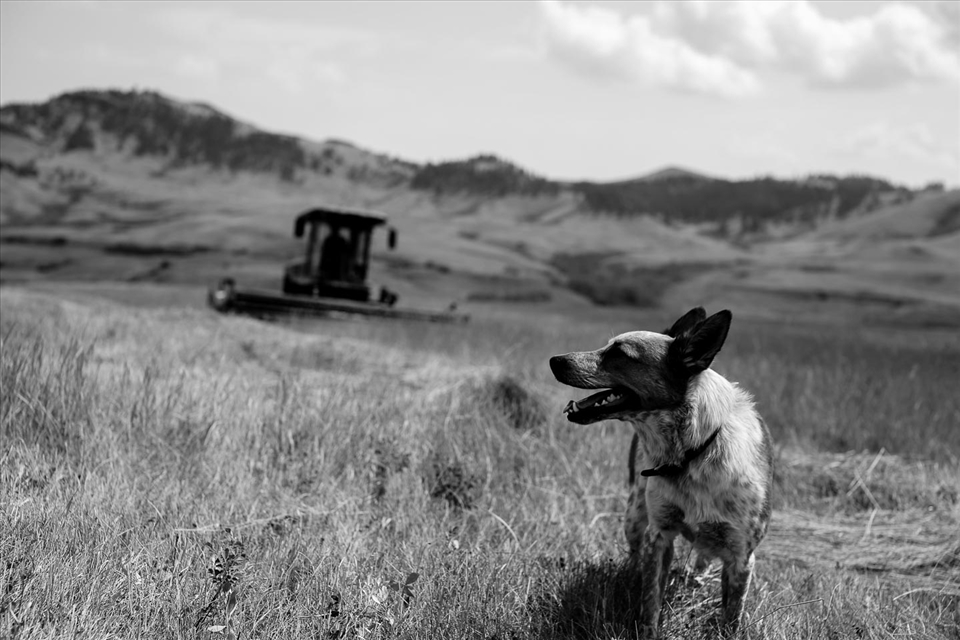 Ted currently spends long days cutting, drying and baling the native short-grass