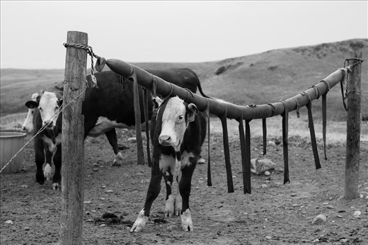 He checks for pink eye, provide salt and make sure the diesel stripes are wet