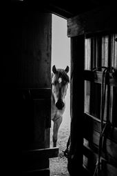 His Travler horse is his pride stalion, bred for farming by Montanan Tom Eaton: by mw_out_of_office, Views[603]