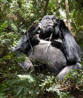 Ugandan Budda: by mwambo, Views[180]