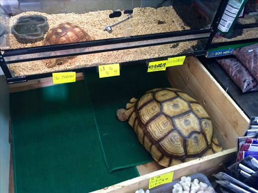 We went to the Fish Market and saw hundreds of different sea creatures people could buy as pets!  Fish, turtles, cats, dogs, rabbits, lizzards and so many more!