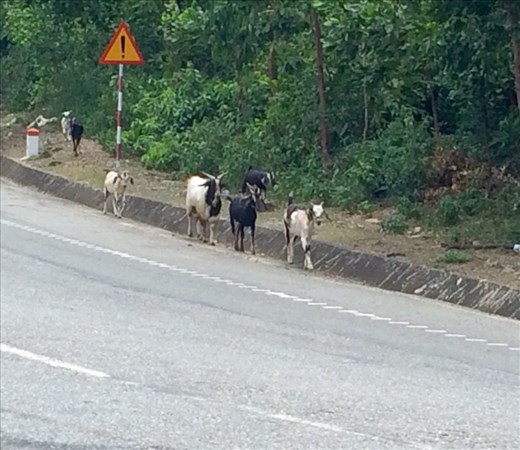 We made some more friends