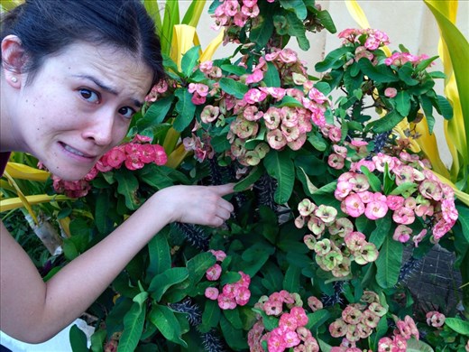 How can a flower be so pretty yet so dangerously thorny at the same time?