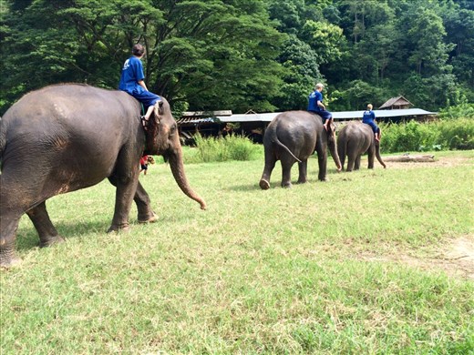 Riding and playing with the elephants.