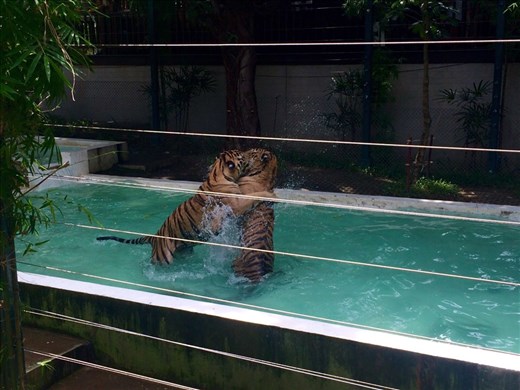 Tigers playing at Tiger Kingdom