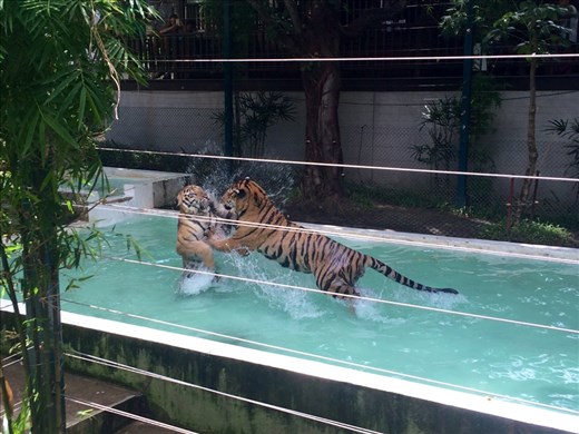 Tigers playing at Tiger Kingdom
