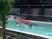 Tigers playing at Tiger Kingdom: by mwollak, Views[204]
