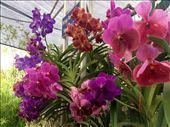 Orchids, orchids and more orchids at the orchid farm: by mwollak, Views[235]