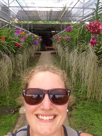 Orchids, orchids and more orchids at the orchid farm