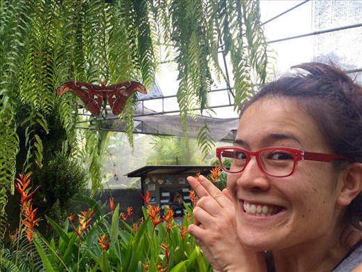 So many butterflies at the butterfly garden