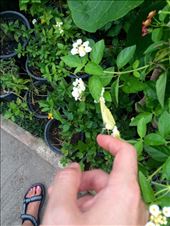 So many butterflies at the butterfly garden: by mwollak, Views[202]