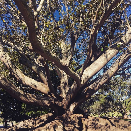 Australia/New Zealand 2017