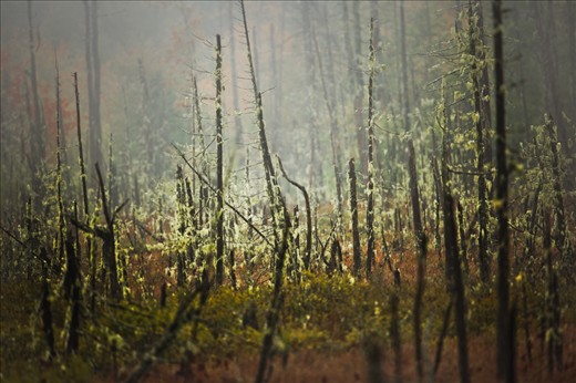 Bog - rainy wet day made for great bog shot. order in confusion