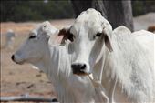 Two Beautiful Brahman cattle on a property in Far North Queensland: by mwphotograpgy, Views[279]