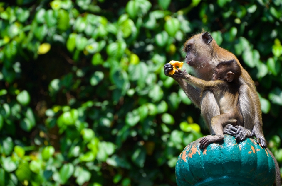 long tailed macaque and its baby have adapted to being around humans and dont really find food for them self.