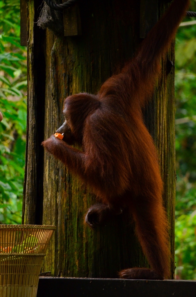 orangutan-man of the forest, the destruction of their habitat has caused these beautiful amiams in to rehab.